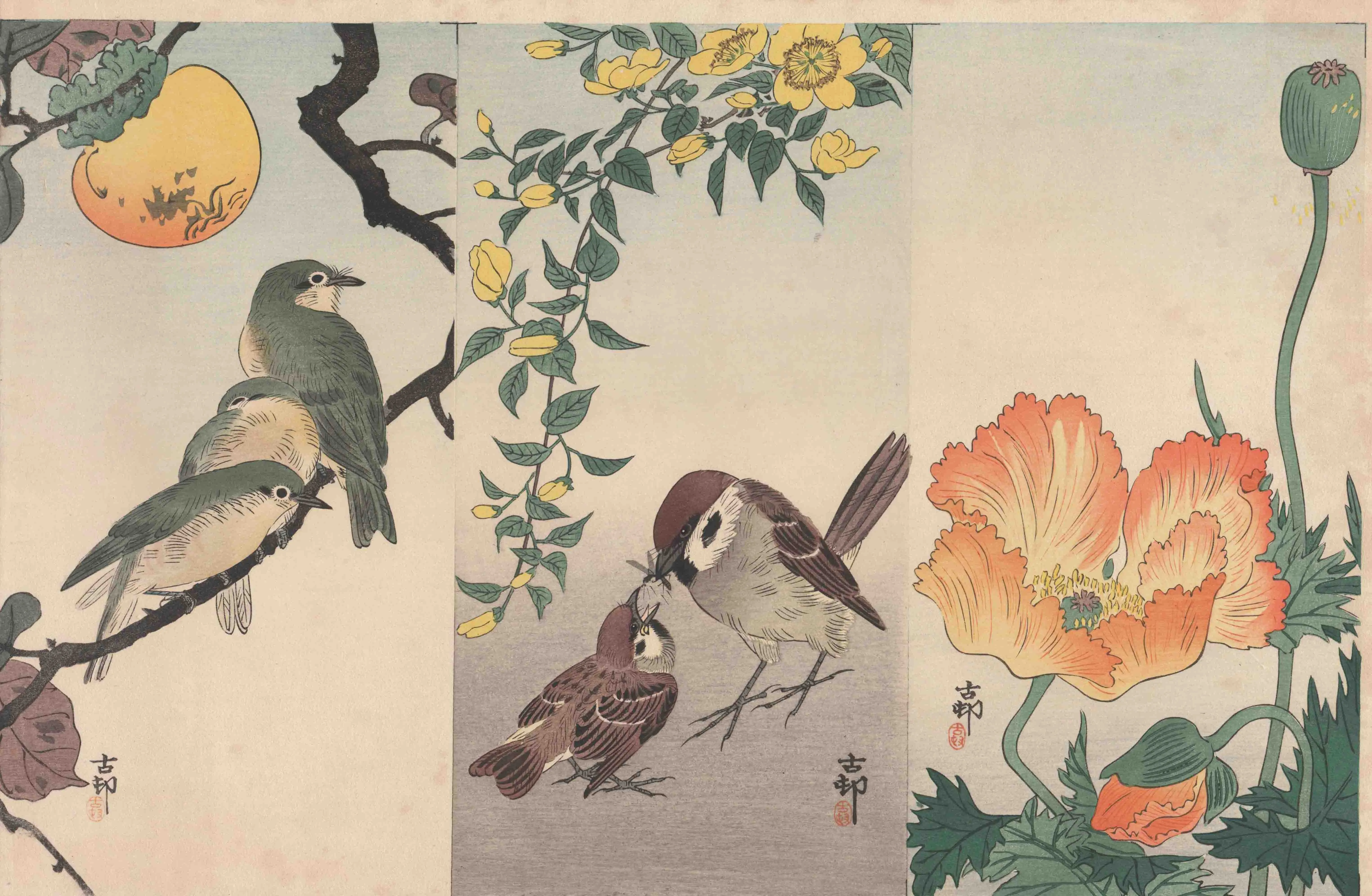 コルリと柿雀とヤマブキヒナゲシ 小原古邨 1907(明治40)年頃